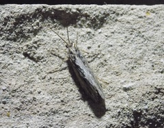 Phryganea cinerea