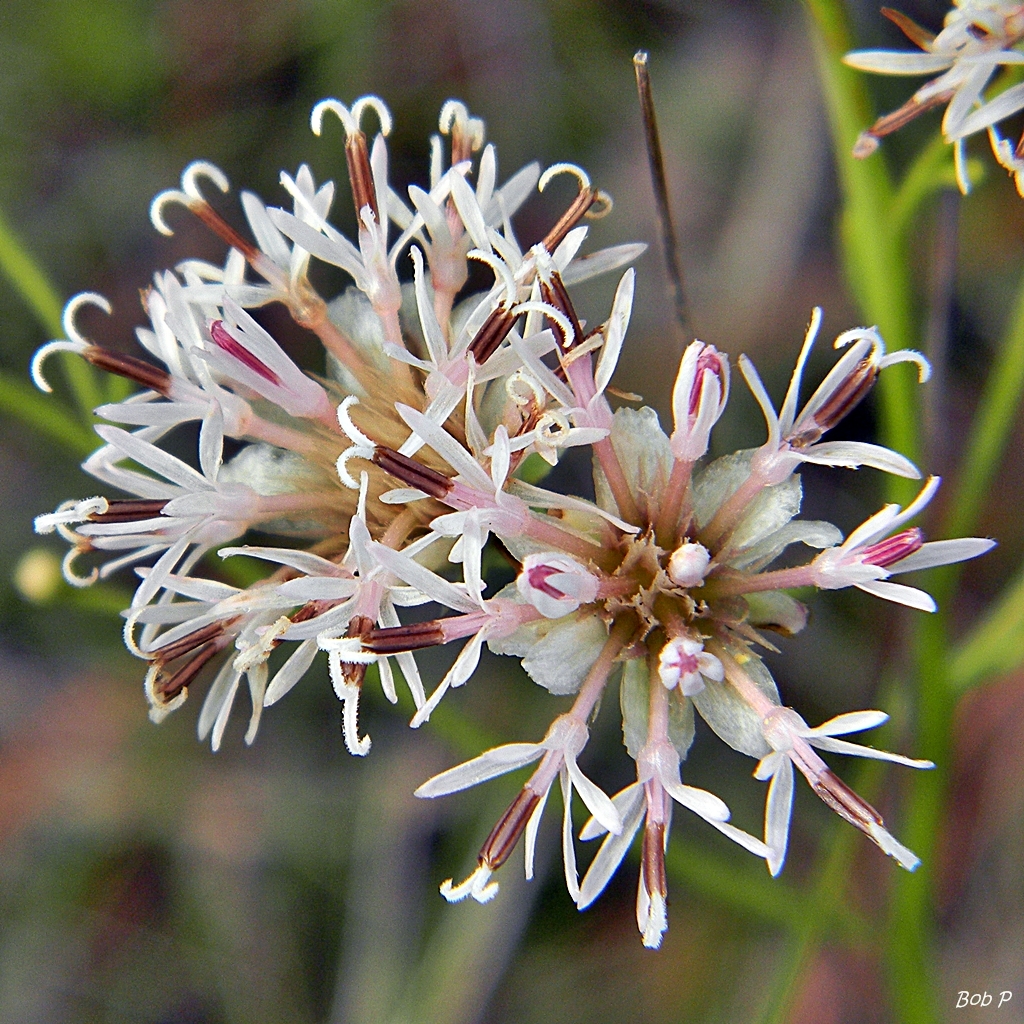 Palafoxia integrifolia