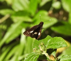 Sabera caesina