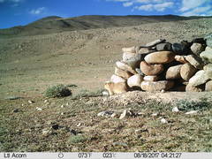 Marmota himalayana