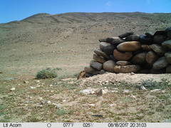 Marmota himalayana