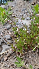 Epilobium leptocarpum