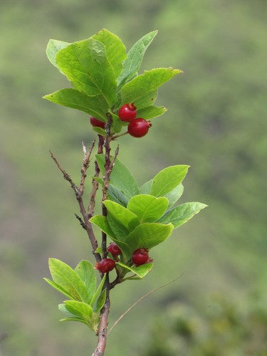 Vaccinium calycinum
