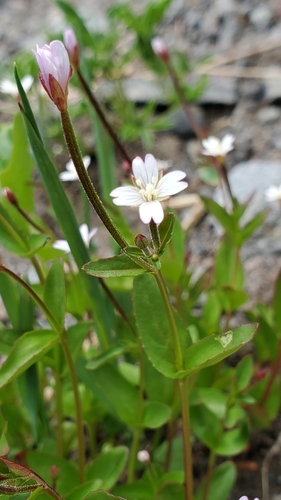 slenderfruit willowherb (Epilobium leptocarpum)