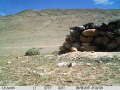 Marmota himalayana