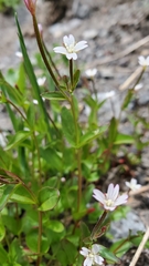 Epilobium leptocarpum