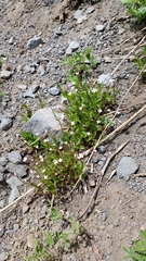 Epilobium leptocarpum
