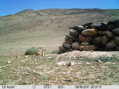 Marmota himalayana