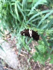 Troides aeacus kaguya