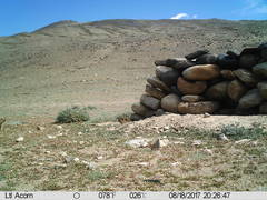 Marmota himalayana