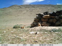 Marmota himalayana