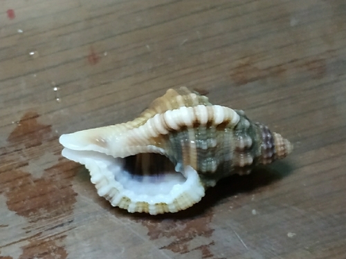 ホソジュセイラ