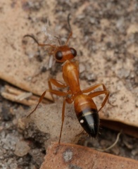 Opisthopsis