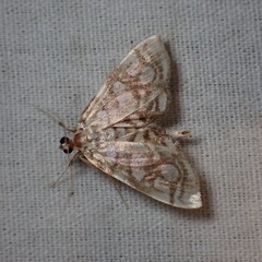 Lygropia rivulalis