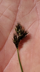 Carex preslii