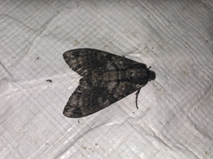 Ceratomia sonorensis