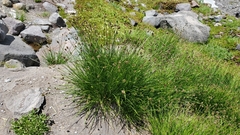 Carex preslii