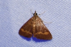 Pyrausta pseuderosnealis