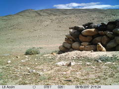 Marmota himalayana