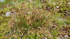 Juncus parryi