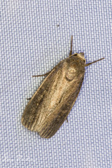 Athetiina