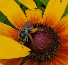 Melissodes druriellus