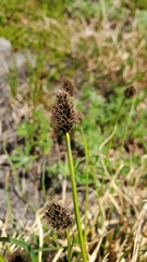 Carex nigricans