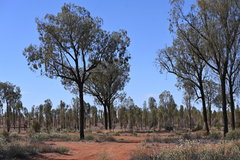 Allocasuarina decaisneana