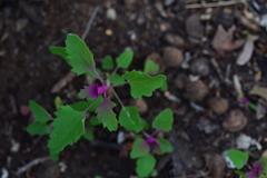 Chenopodium album