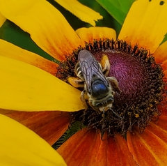 Melissodes druriellus