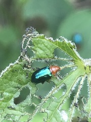 Syphrea flavicollis