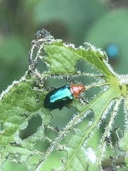 Syphrea flavicollis