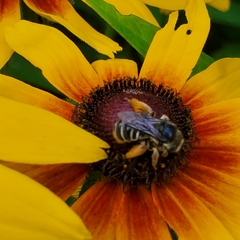 Melissodes druriellus