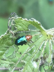 Syphrea flavicollis