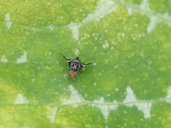 Cecidochares connexa