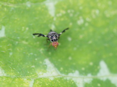 Cecidochares connexa