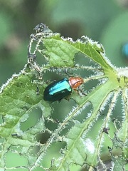 Syphrea flavicollis