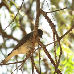 Prodotiscus regulus