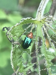Syphrea flavicollis
