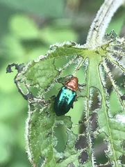 Syphrea flavicollis