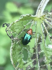 Syphrea flavicollis