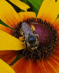 Melissodes druriellus