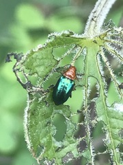 Syphrea flavicollis