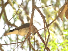 Prodotiscus regulus