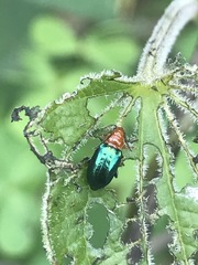 Syphrea flavicollis