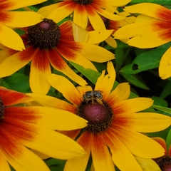 Melissodes druriellus