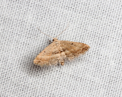 Araeopteron canescens