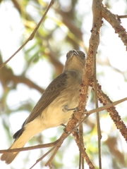 Prodotiscus regulus