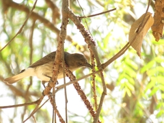 Prodotiscus regulus