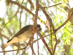 Prodotiscus regulus